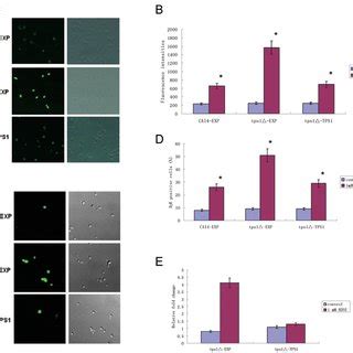 Effects Of Trehalose Accumulation On H 2 O 2 Induced Apoptosis And ROS