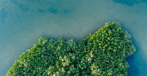 Green Trees On Blue Water · Free Stock Photo