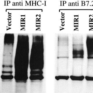 MIR1 And MIR2 Mediate Ubiquitination Of Their Targets Wt HeLa Cells Or