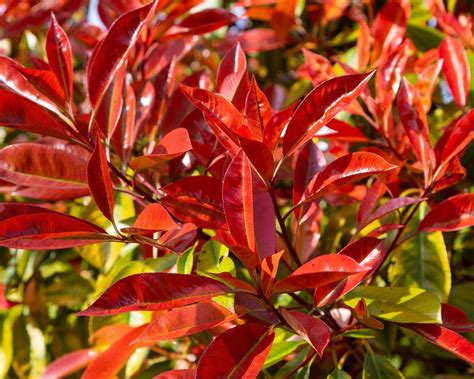 Best fast-growing plants: 10 speedy growers for your yard | Gardeningetc
