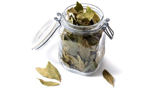 How To Dry Bay Leaves Tips For Preserving Bay Laurel Leaves