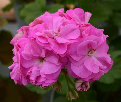 Ю_Дикая Роза/U_Dikaya Rosa | Svetlana Bahmet | Flickr