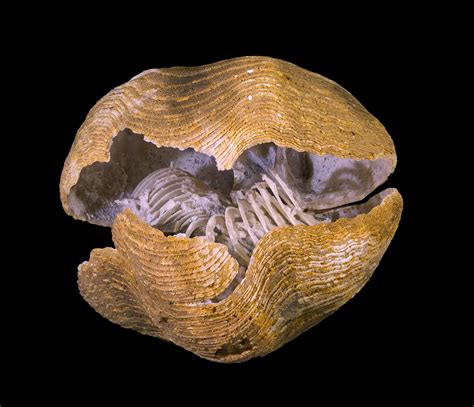 Exceptionally Preserved Spiriferid Brachiopod With Silicified