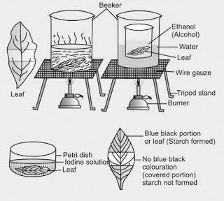 Photosynthesis Experiment