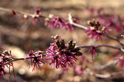 Hamamelis Vernalis Amethyst Ozark Witch Hazel Cultivar Flickr