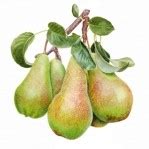 Саженцы груши купить в Минске, доставка почтой по Беларуси, цены