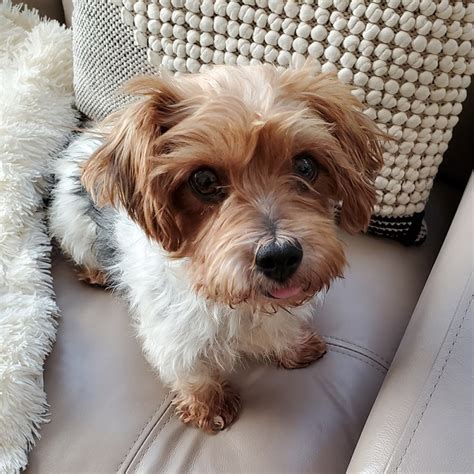 2019 Adopted Yorkies Rocky Mountain Yorkie Rescue