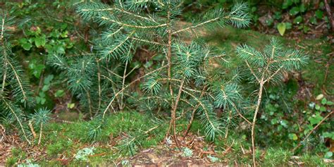 Startseite Professur für Wald und Agroforstsysteme