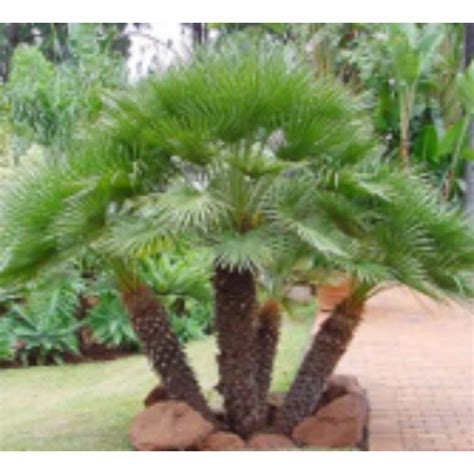 Chamaerops Humilis 60 80cm 24cm Pot Hardy And Half Hardy Shrubs