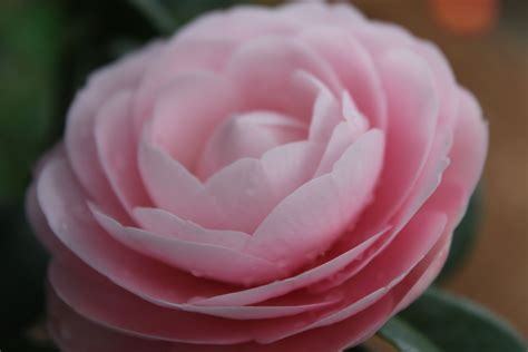 Fotografía de una rosa de Castilla