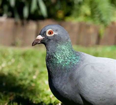 Famous Pigeon Racers And Their Achievements