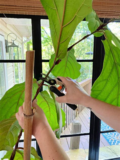 How To Root A Fiddle Leaf Fig At James Haugen Blog