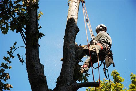 Heartwood Tree Service Salt Lake County Tree Service