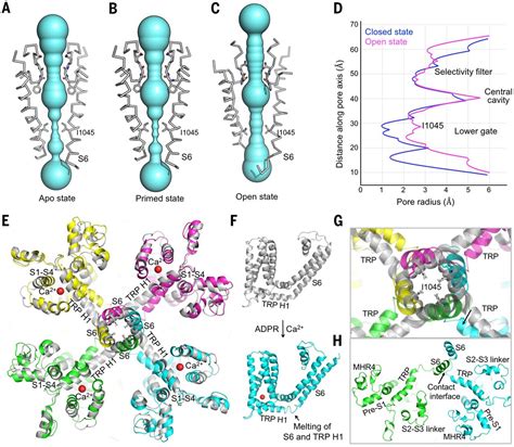 Structures And Gating Mechanism Of Human Trpm Science