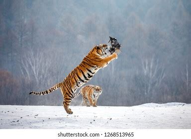 18,205 Tiger Prey Images, Stock Photos & Vectors | Shutterstock