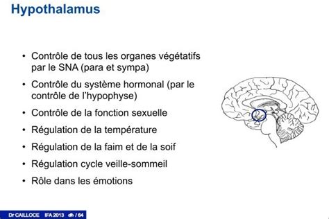 Épiphyse ou glande pin