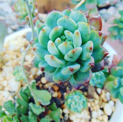 Succulent Echeveria Plantes Photo Gratuite Sur Pixabay Pixabay