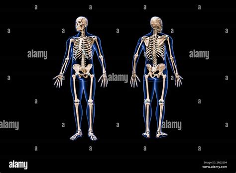 Vista Frontale E Posteriore Dello Scheletro Umano Completo Con Corpo