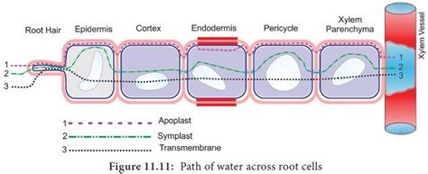 Difference Between Symplast and Vacuolar Pathway