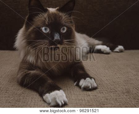 Fluffy Siamese Cat Image & Photo (Free Trial) | Bigstock