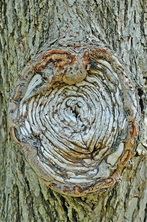 Northern Pecans Target Canker Starts With Pruning Wounds