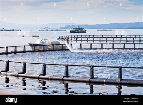 Salmon Farming Strahan Tasmania Australia Hi Res Stock Photography And