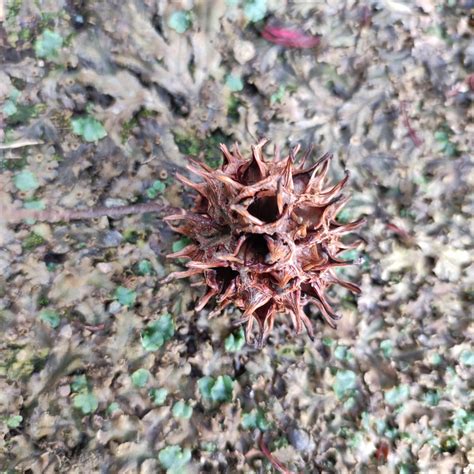 American Sweetgum! by ThePreparator2 on DeviantArt