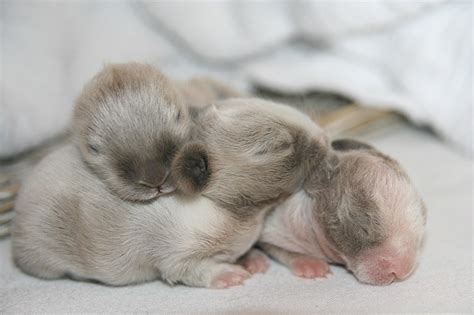 Comment évolue Un Bébé Lapin Nain Durant Ses Premières Semaines