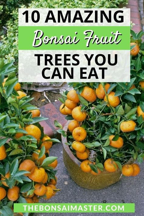 Bonsai Fruit Tree Artofit