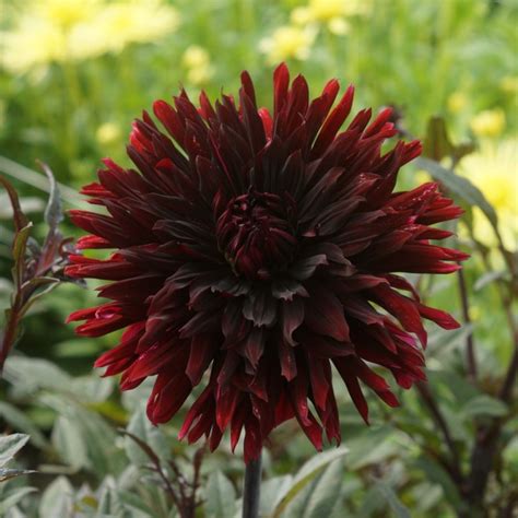Dahlia Cactus And Semi Cactus