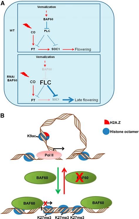 Figure 1 From The BAF60 Subunit Of The SWI SNF Chromatin Remodeling