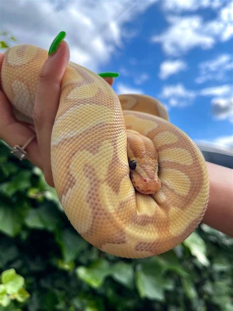 Banana Ball Python Cute Reptiles Pet Snake Baby Reptile