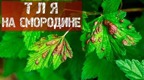 Как избавится от тли на смородине - YouTube