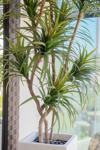 How to Care for Yucca Plant? - Plant Index