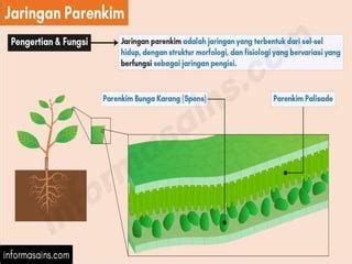 JARINGAN TUMBUHAN Pptx