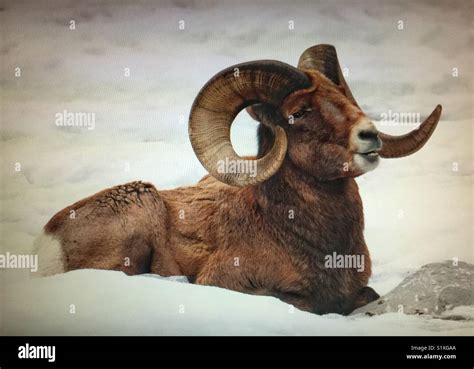 Big horn mountain sheep Stock Photo - Alamy