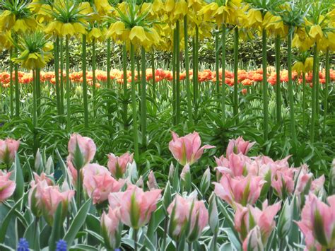 Keukenhof Gardens Travel Attractions, Facts & History