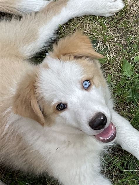 Piesek Border Collie Ee Red Gotowy Do Odbioru Badania Genetyczne