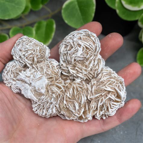 Desert Rose Selenite 2 The Crystal Council