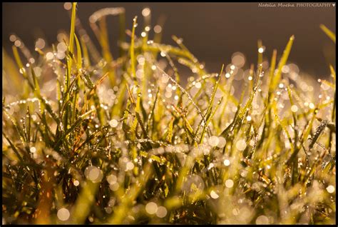 Wallpaper Sunlight Water Nature Branch Yellow Morning Wet Dew