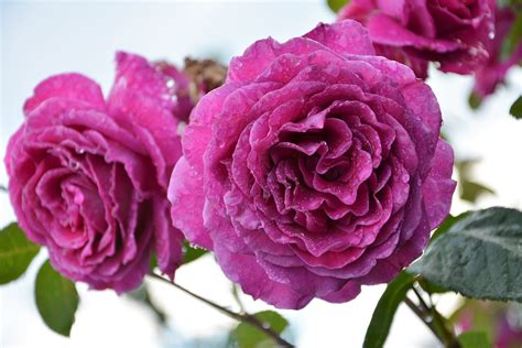 National Flower Of Spain Red Carnation | Best Flower Site