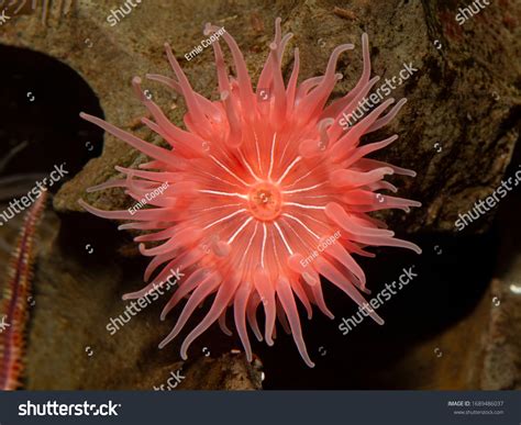 33,697 Beautiful sea anemone Images, Stock Photos & Vectors | Shutterstock