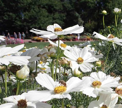 Annual Flowers For Your Cutting Garden — Home Garden Seed Association