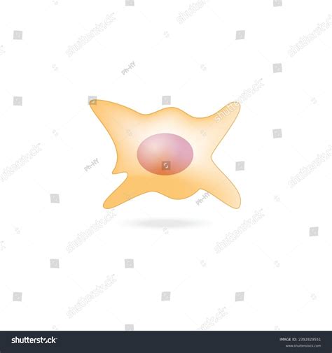 Fibroblast Cell Dermis Connective Tissue Cell Stock Vector Royalty