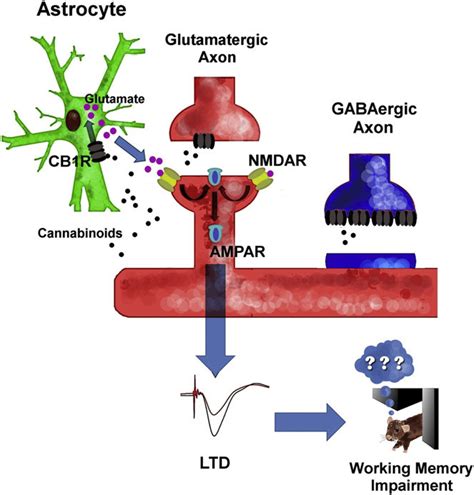 Proposed Model For In Vivo Ltd Production At Ca3 Ca1 Synapses And