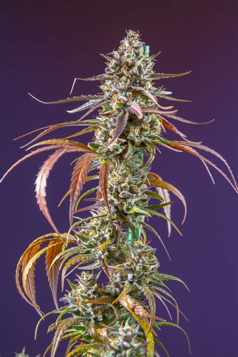 Sweet Amnesia Haze Xl Auto® Novedad 2020 Sweet Amensia Haze Xl Auto