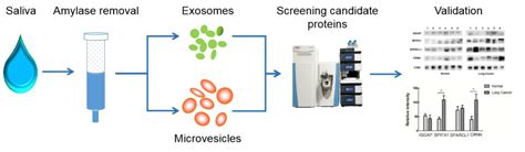 Exosome Proteomics Creative Biostructure