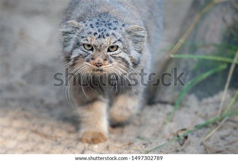 Pallass Cat Otocolobus Manul Manul Living Stock Photo 1497302789