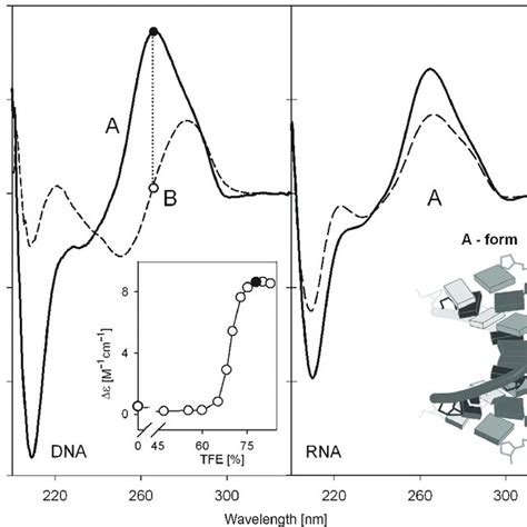 Pdf Circular Dichroism Spectroscopy Of Nucleic Acids