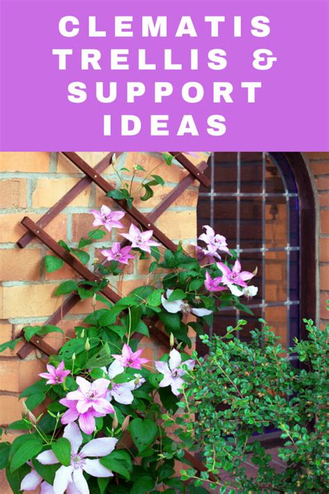 9 Beautiful Clematis Trellis & Support Ideas for Your Garden